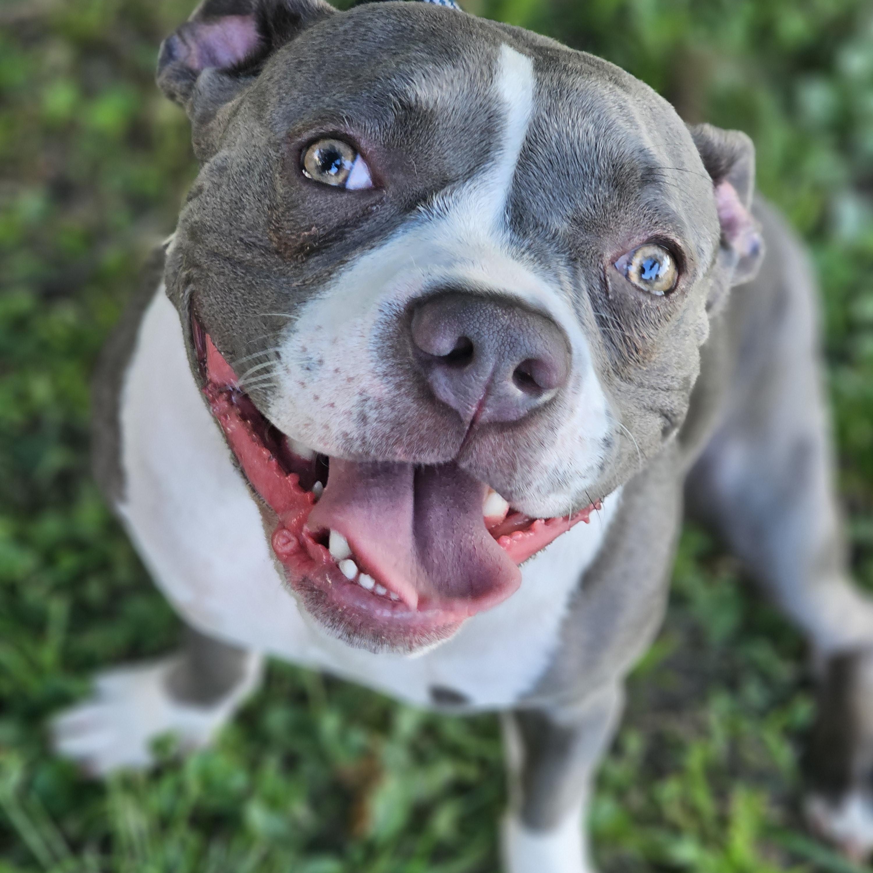 Dallys, Adoptable, Young Female Pit Bull Terrier & Boston Terrier.