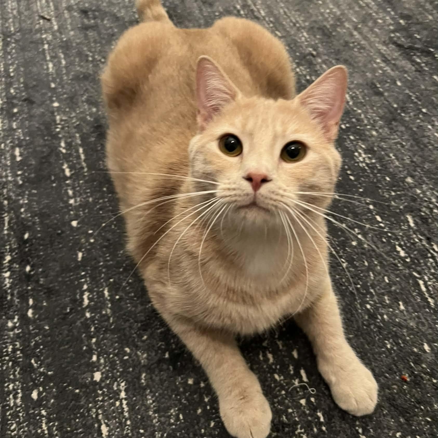 Carrot Cake (M) & Cream Puff (M), a ADOPTABLE Domestic Short Hair in Bellmawr, NJ image 4/6