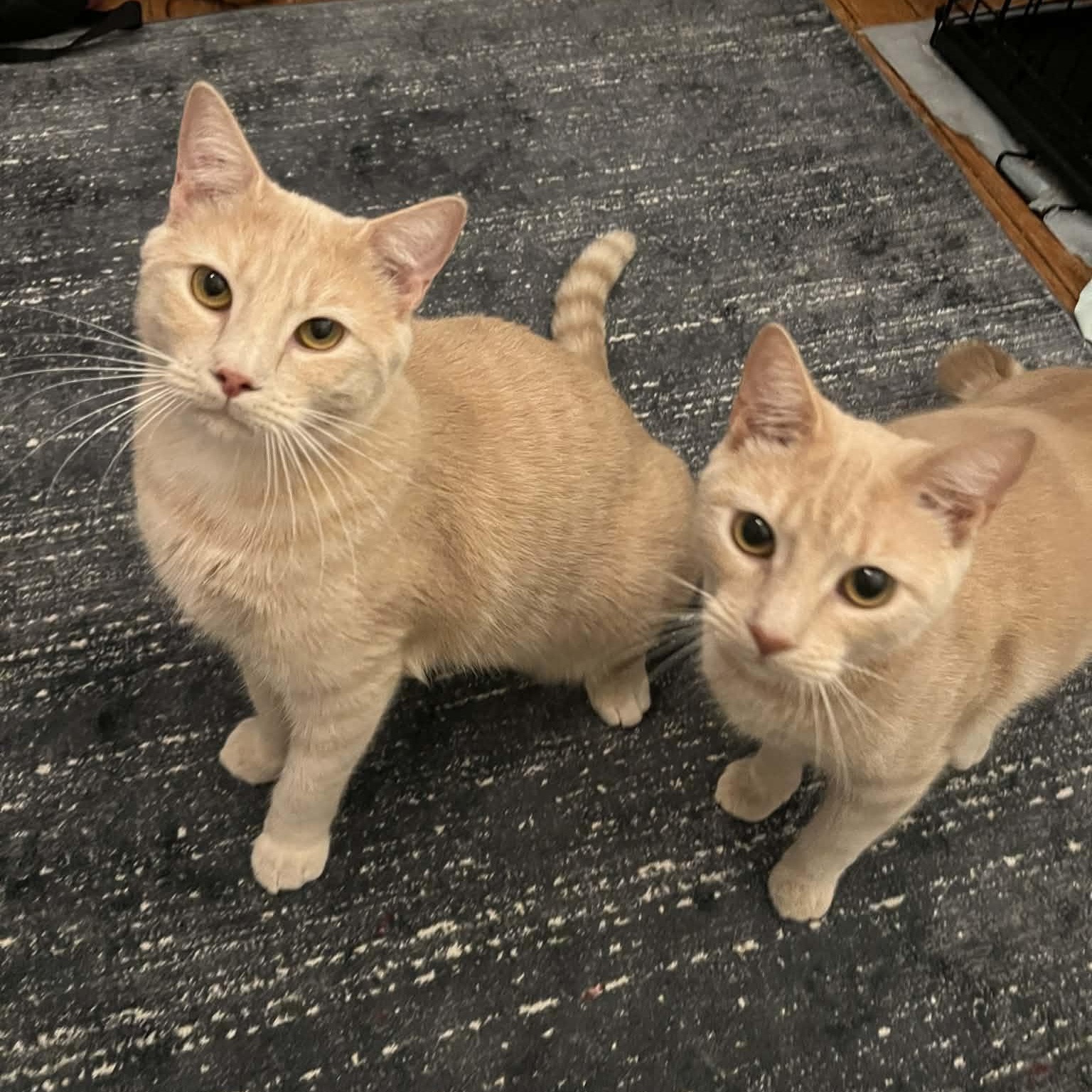 Carrot Cake (M) & Cream Puff (M), a ADOPTABLE Domestic Short Hair in Bellmawr, NJ image 2/6