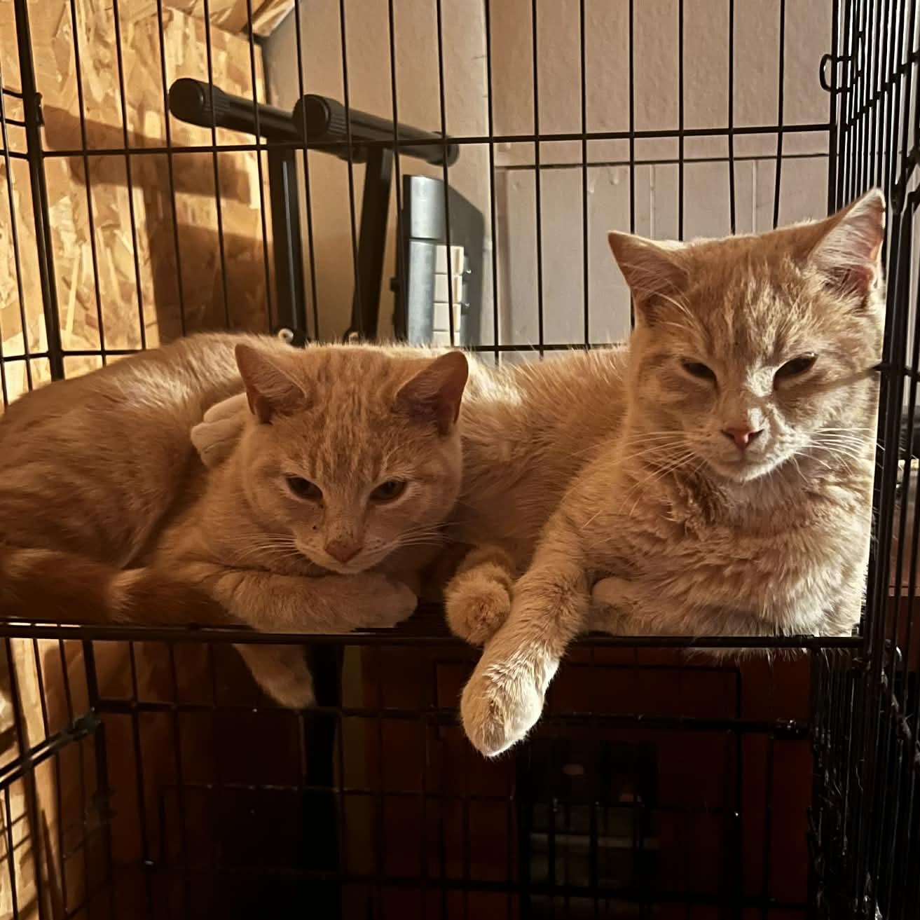 Carrot Cake (M) & Cream Puff (M)