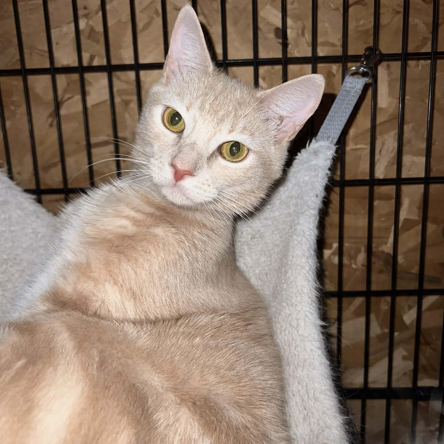 Carrot Cake (M) & Cream Puff (M) — thumbnail 2