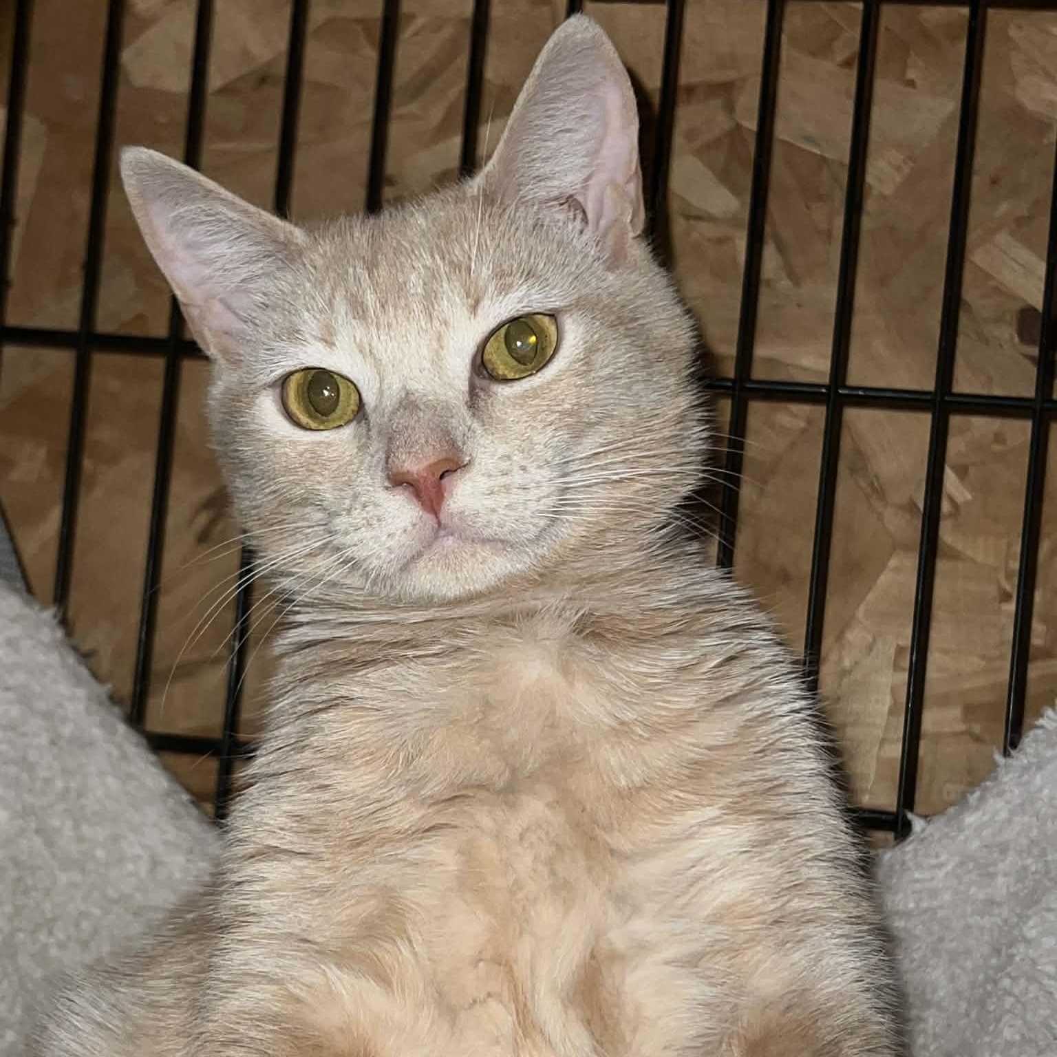 Carrot Cake (M) & Cream Puff (M) — thumbnail 4