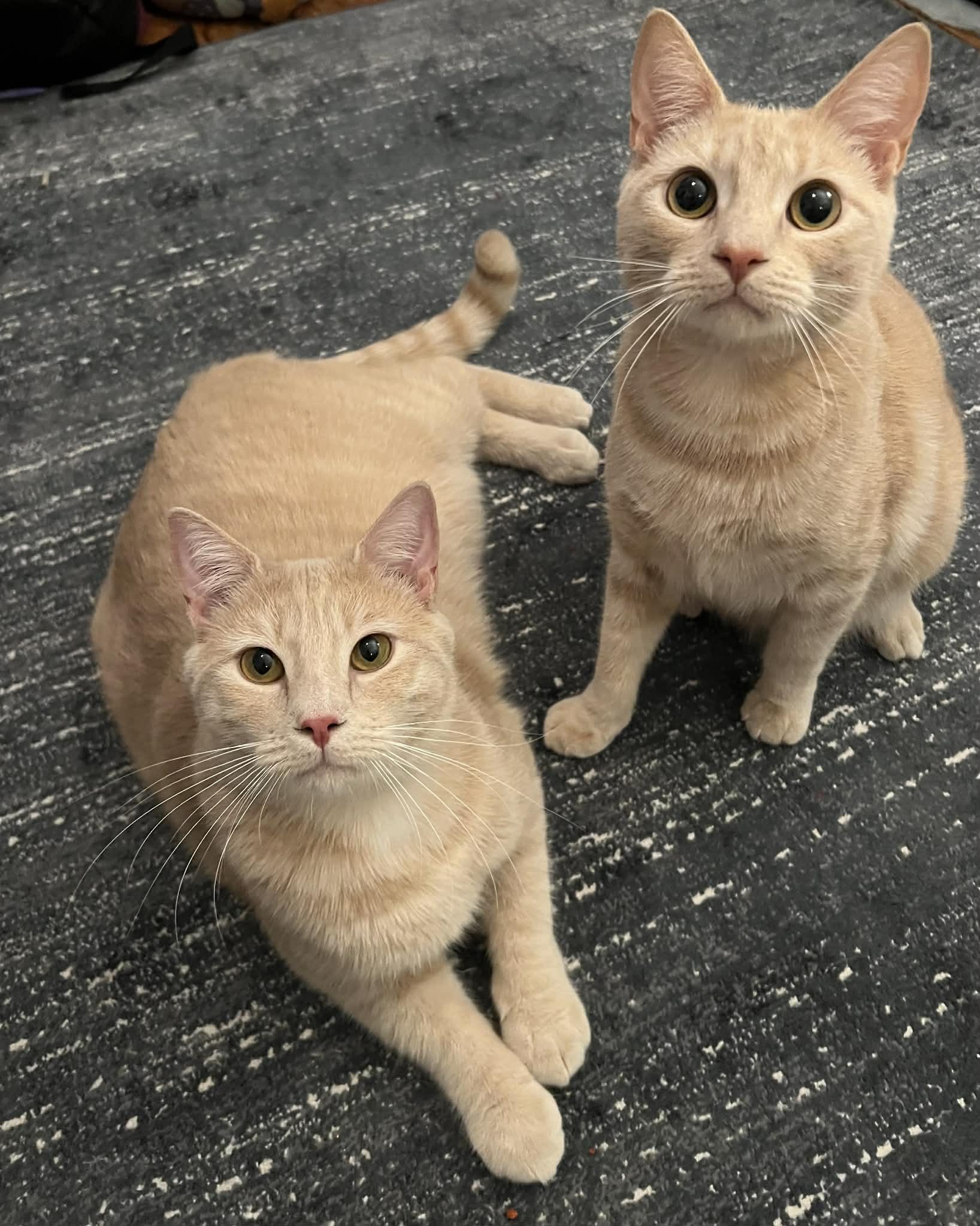 Carrot Cake (M) & Cream Puff (M), ADOPTABLE, Kitten Male Domestic Short Hair.