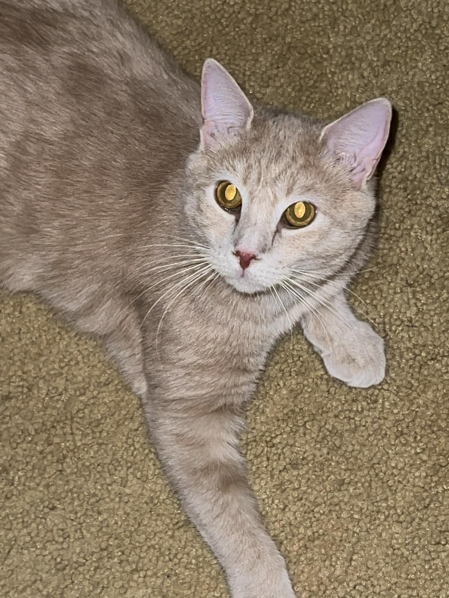 Carrot Cake (M) & Cream Puff (M) — thumbnail 6