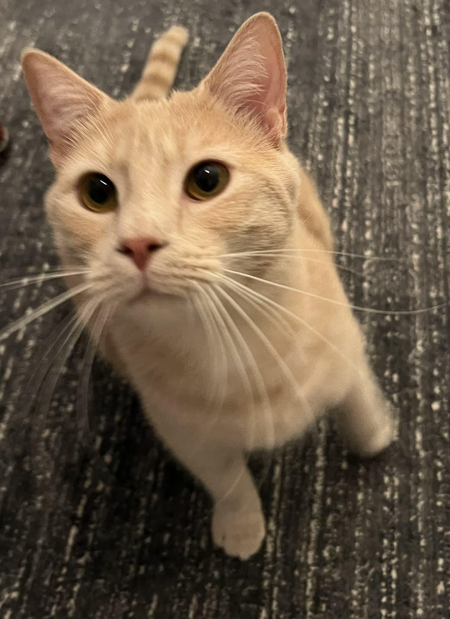 Carrot Cake (M) & Cream Puff (M), a ADOPTABLE Domestic Short Hair in Bellmawr, NJ image 6/6