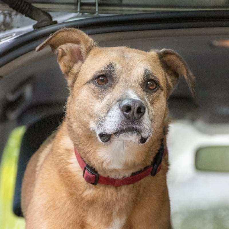 Enlarge Freyja, a Adoptable mixed breed in Boulder, CO image 2/6