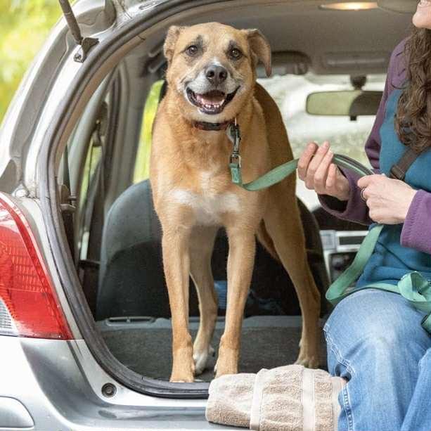 Enlarge Freyja, a Adoptable mixed breed in Boulder, CO image 6/6