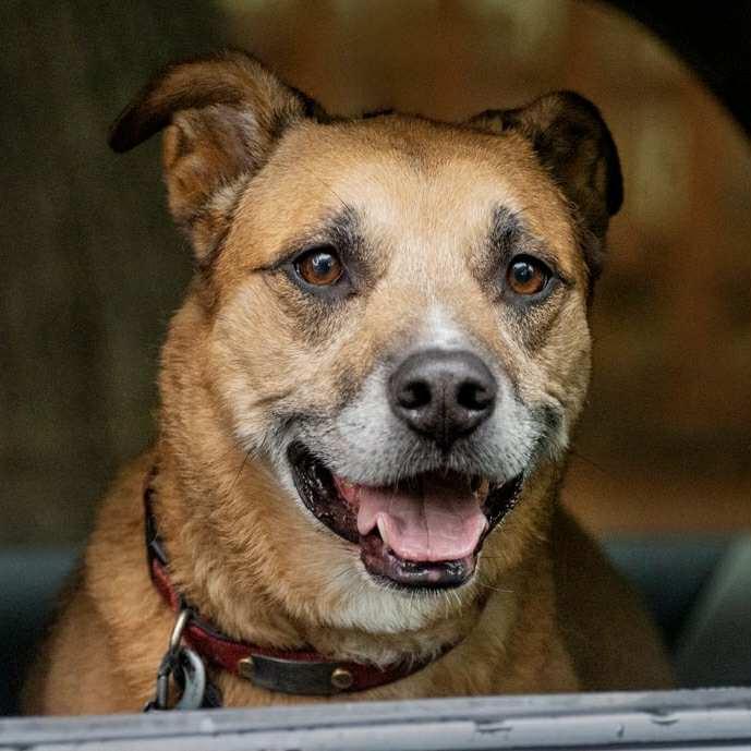 Enlarge Freyja, a Adoptable mixed breed in Boulder, CO image 4/6