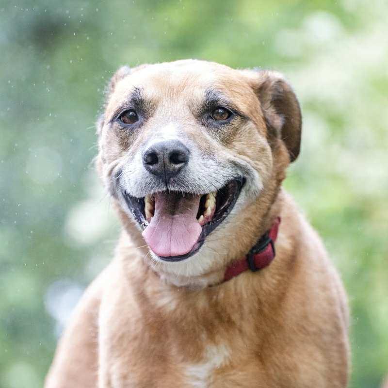 Enlarge Freyja, a Adoptable mixed breed in Boulder, CO image 5/6