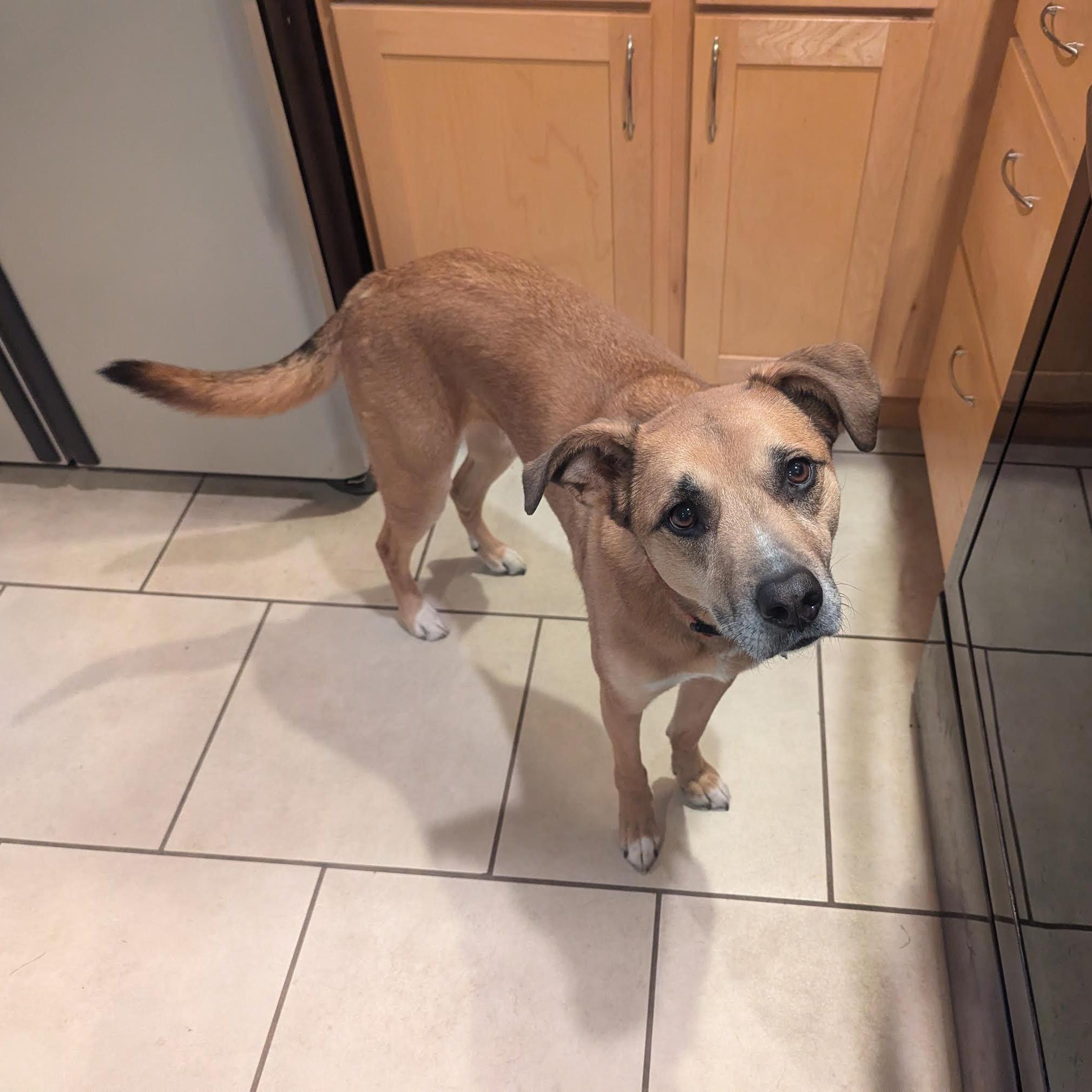 Enlarge Freyja, a Adoptable mixed breed in Boulder, CO image 3/6