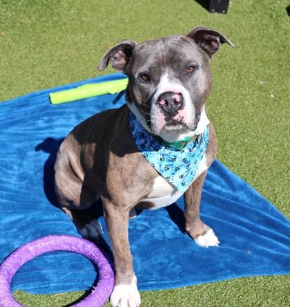 Mikey (Pookie), adoptable, Adult Male Mixed Breed.