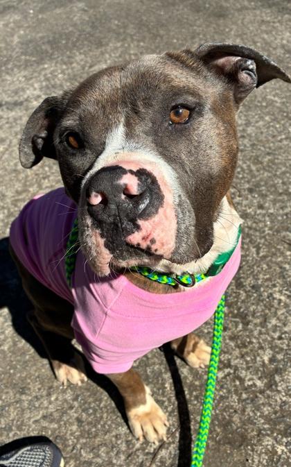 Enlarge Pookie, a Adoptable Mixed Breed in Athens, GA image 1/6