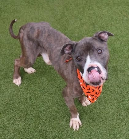 Pookie, Adoptable, Adult Male Mixed Breed.