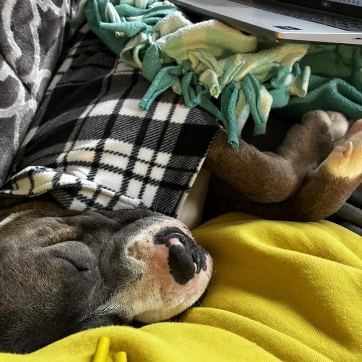 Mikey (Pookie), an adoptable Mixed Breed in Athens, GA image 4/6