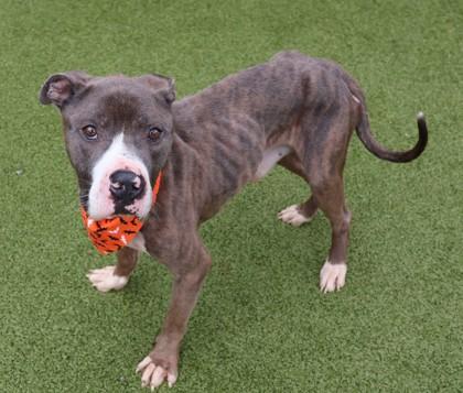 Enlarge Pookie, a Adoptable Mixed Breed in Athens, GA image 3/6