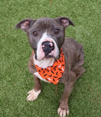 Enlarge Pookie, a Adoptable Mixed Breed in Athens, GA image 4/6