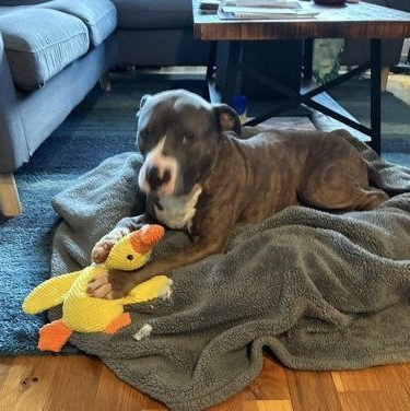 Mikey (Pookie), an adoptable Mixed Breed in Athens, GA image 2/6