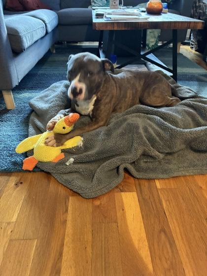 Enlarge Pookie, a Adoptable Mixed Breed in Athens, GA image 5/6