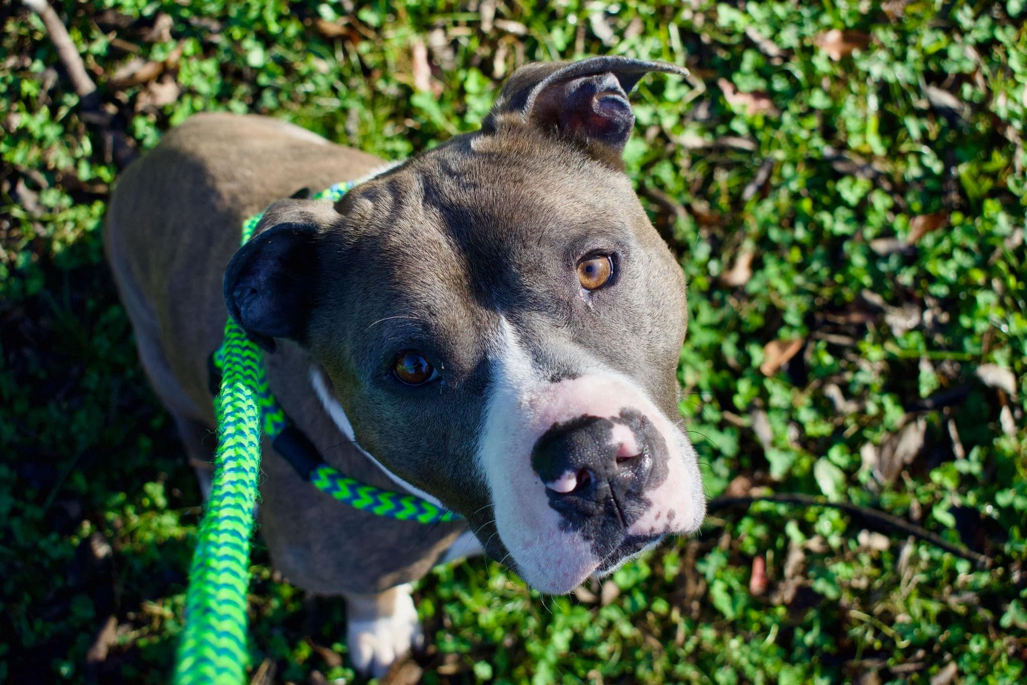 Pookie, Adoptable, Adult Male Mixed Breed.