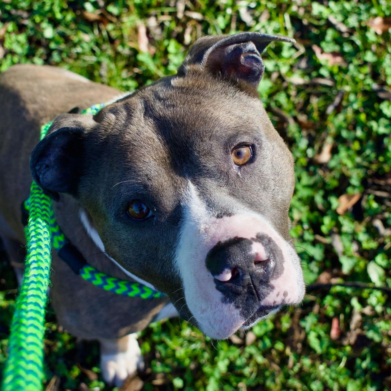 Mikey (Pookie), an adoptable Mixed Breed in Athens, GA image 5/6