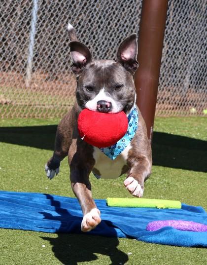 Mikey (Pookie), an adoptable Mixed Breed in Athens, GA image 6/6
