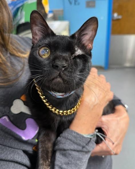 Enlarge Trent, a ADOPTABLE Domestic Short Hair in Teterboro, NJ image 1/3