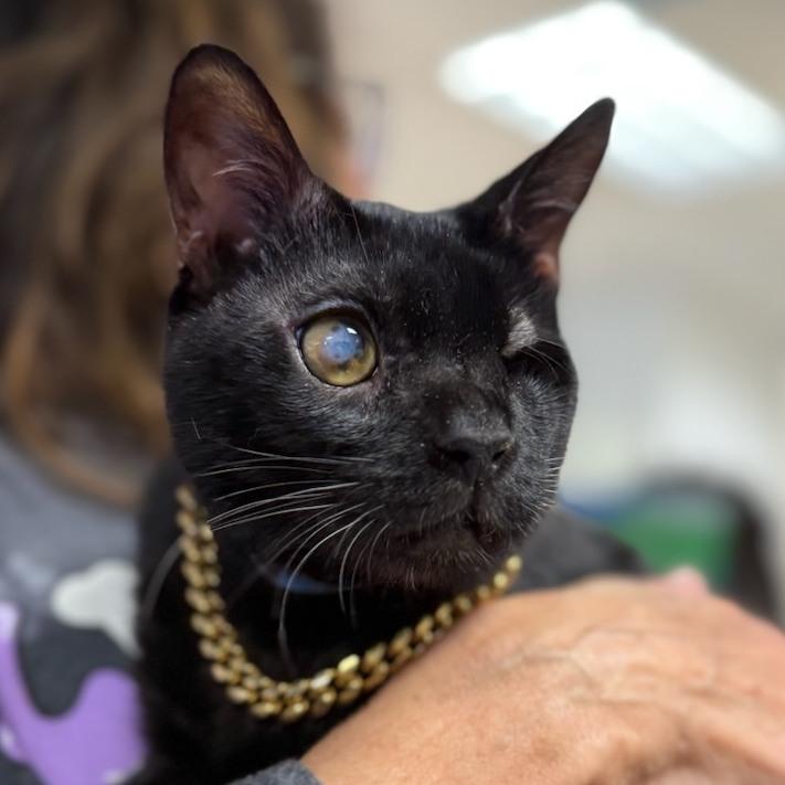 Enlarge Trent, a ADOPTABLE Domestic Short Hair in Teterboro, NJ image 3/3