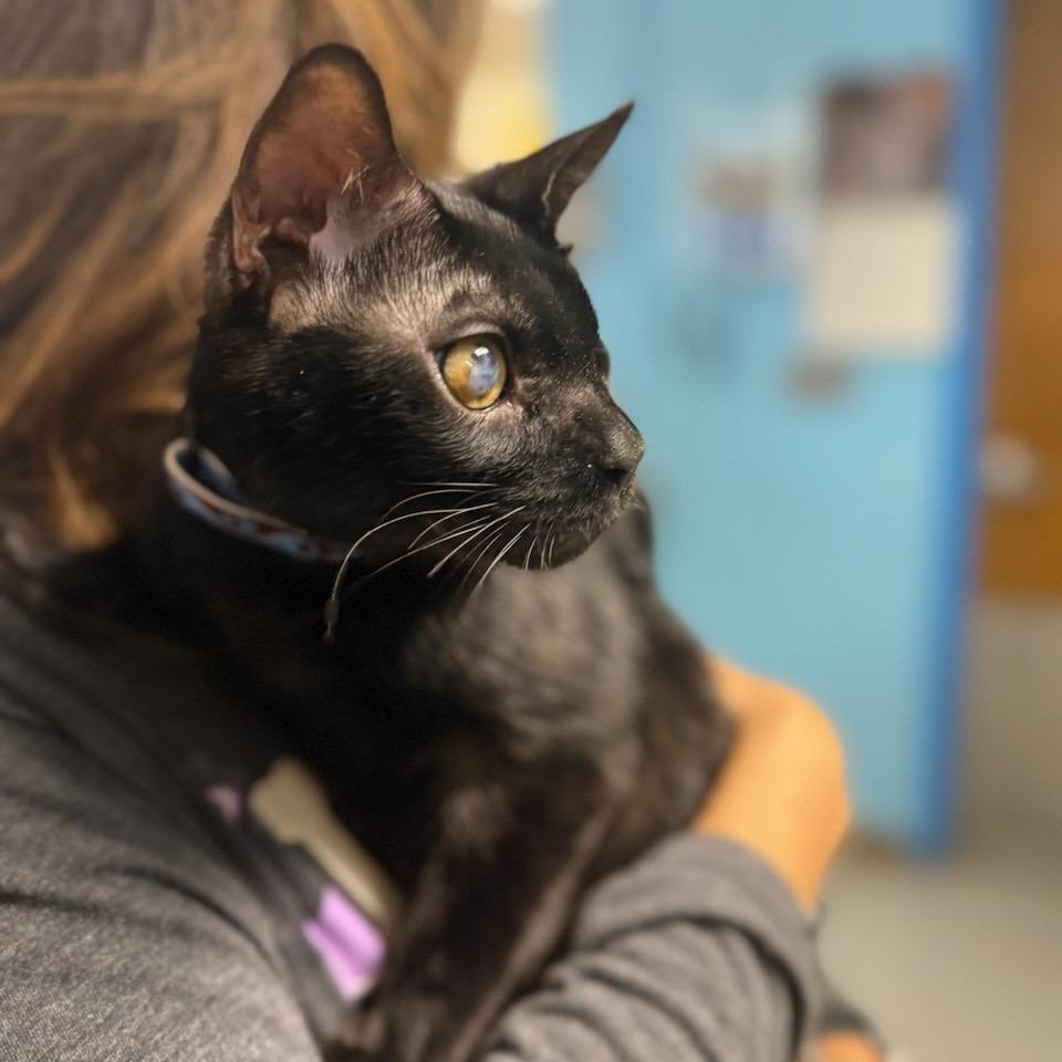 Enlarge Trent, a ADOPTABLE Domestic Short Hair in Teterboro, NJ image 2/3