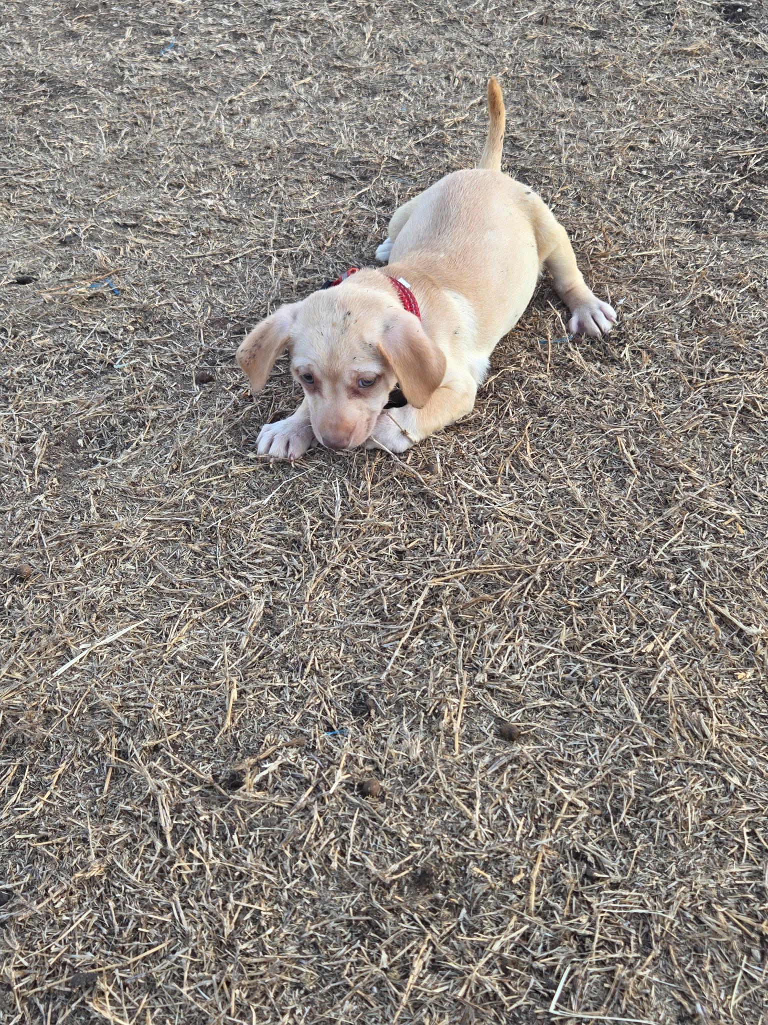 Waffles, Adoptable, Puppy Male Chihuahua.