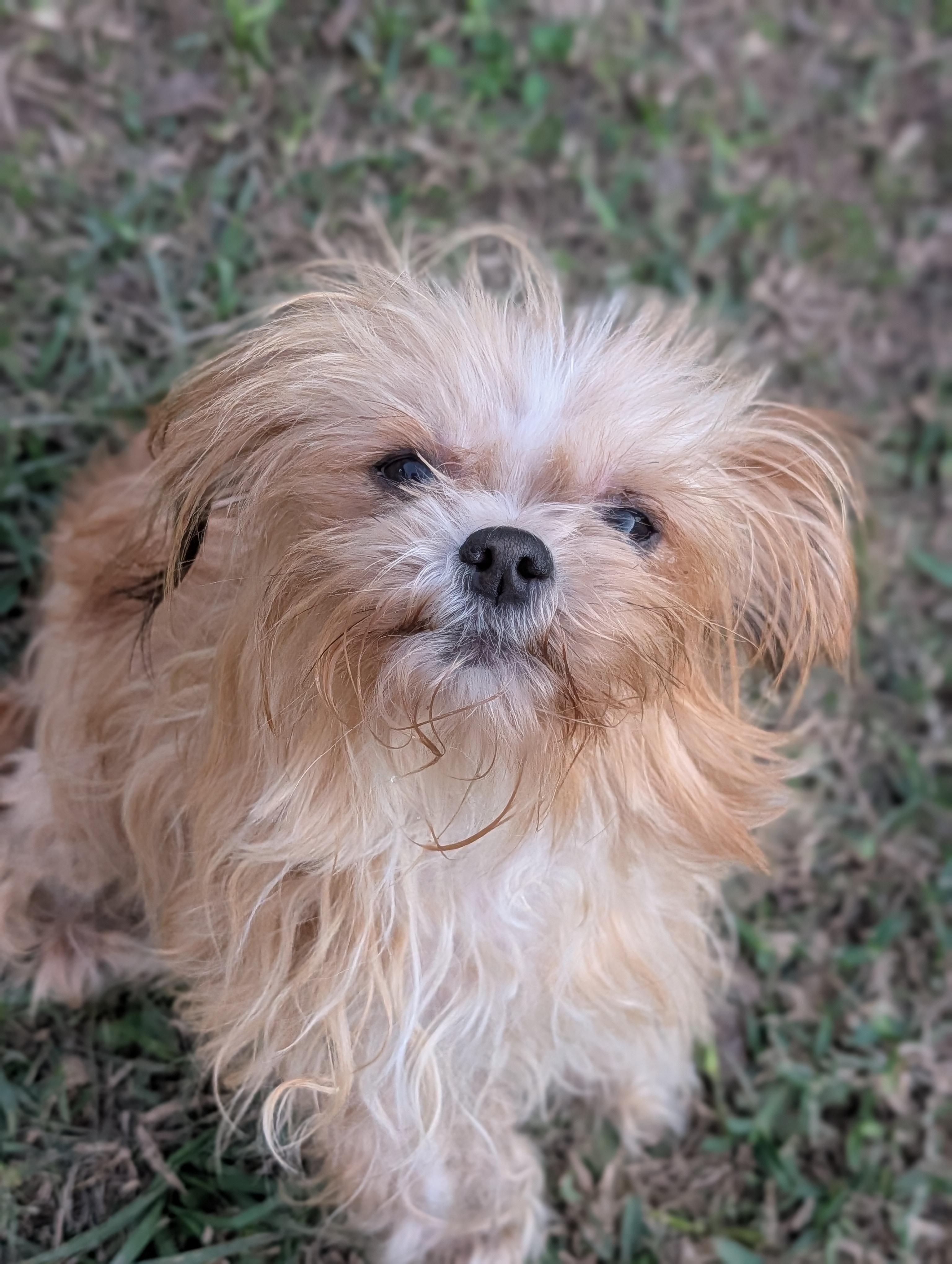 Enlarge Miss Jasmine, an adopted Shih Tzu in Baton Rouge, LA image 3/3