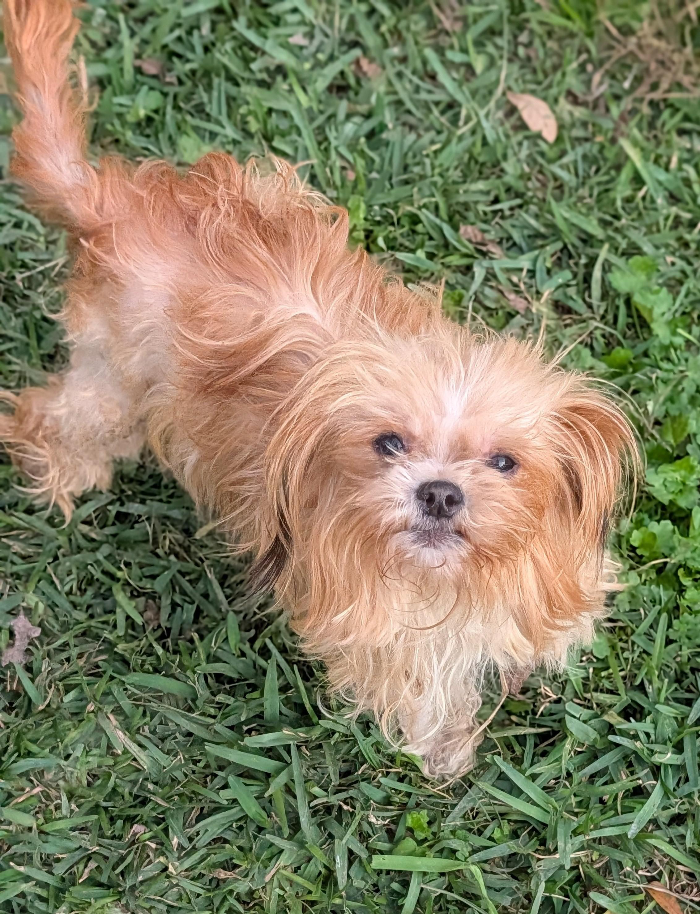 Enlarge Miss Jasmine, an adopted Shih Tzu in Baton Rouge, LA image 2/3