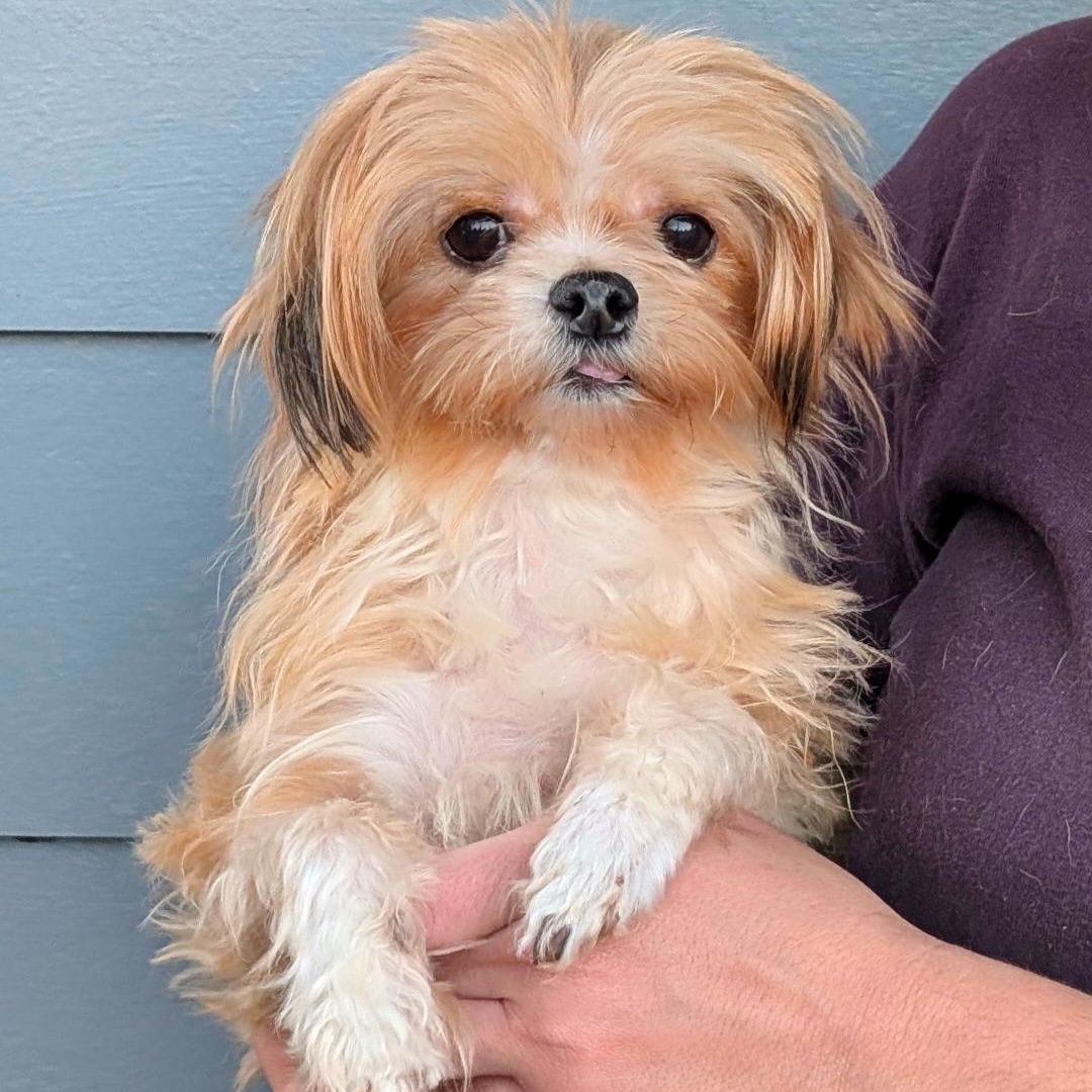 Miss Jasmine, adopted, Adult Female Shih Tzu.