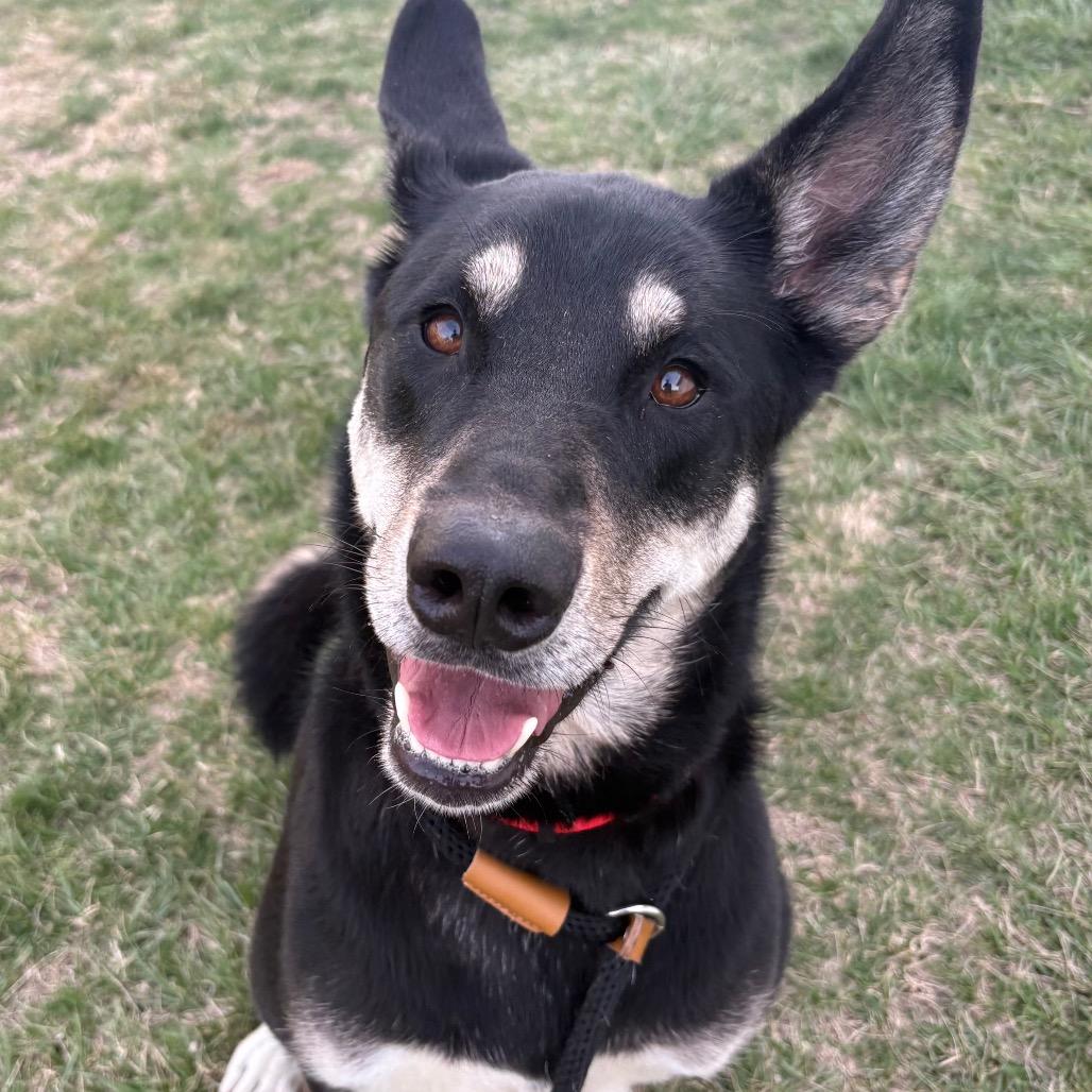 Enlarge Bella May, a Adoptable mixed breed in St Joseph, MO image 2/2