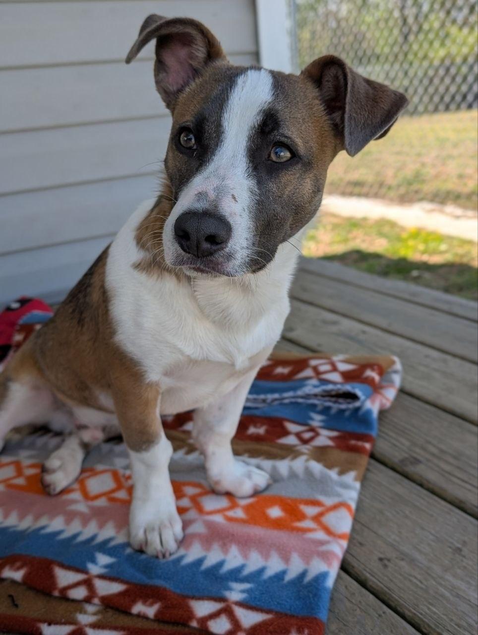 Ezra, a ADOPTABLE mixed breed in Macclesfield, NC image 2/3