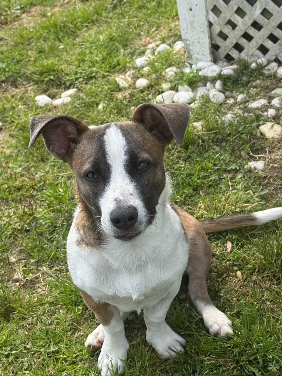 Ezra, ADOPTABLE, Puppy Male Corgi.