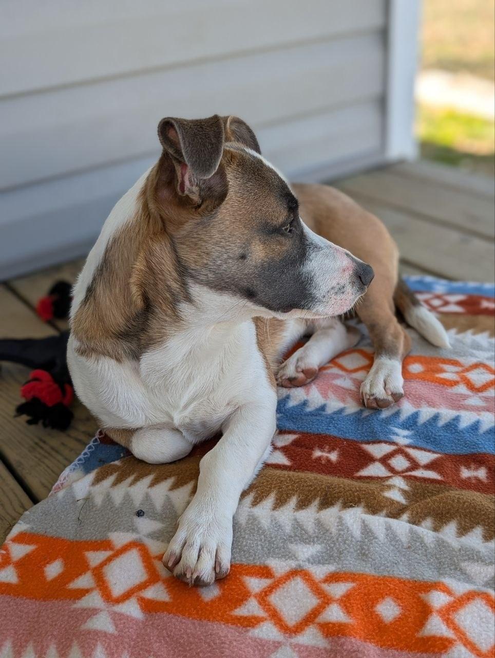 Ezra, a ADOPTABLE mixed breed in Macclesfield, NC image 3/3