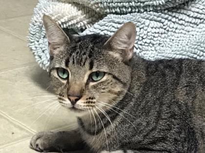 Barnie, a Adoptable mixed breed in Bulverde, TX image 1/5