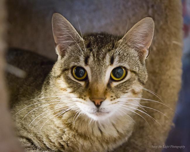 Barnie, a Adoptable mixed breed in Bulverde, TX image 2/5