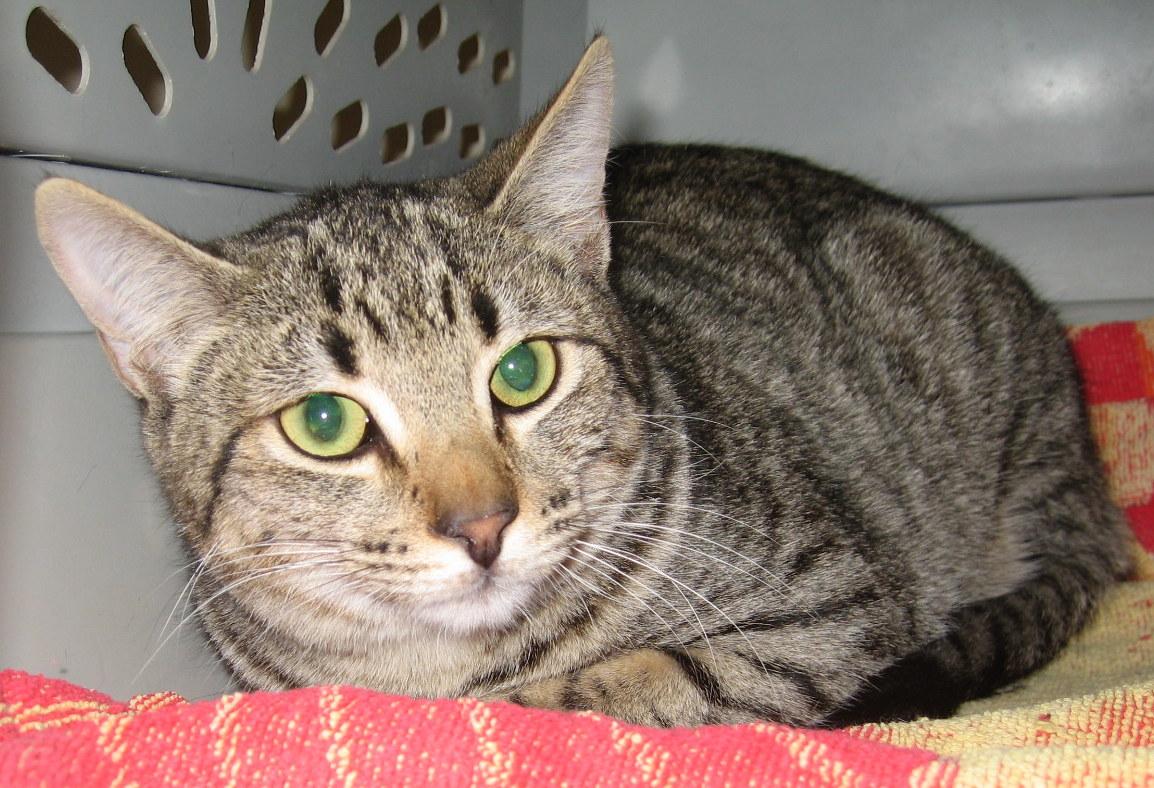 Barnie, a Adoptable mixed breed in Bulverde, TX image 3/5