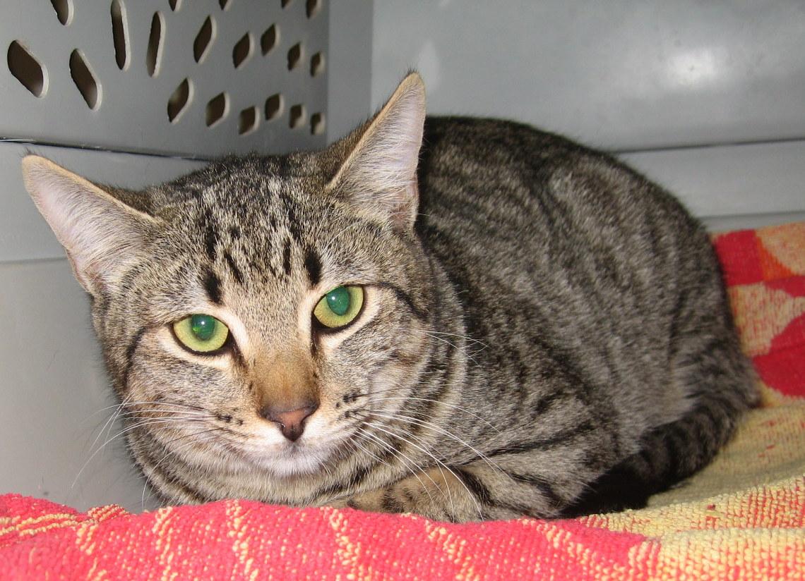 Barnie, a Adoptable mixed breed in Bulverde, TX image 4/5