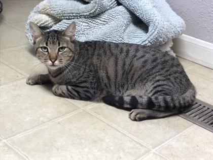 Barnie, a Adoptable mixed breed in Bulverde, TX image 5/5