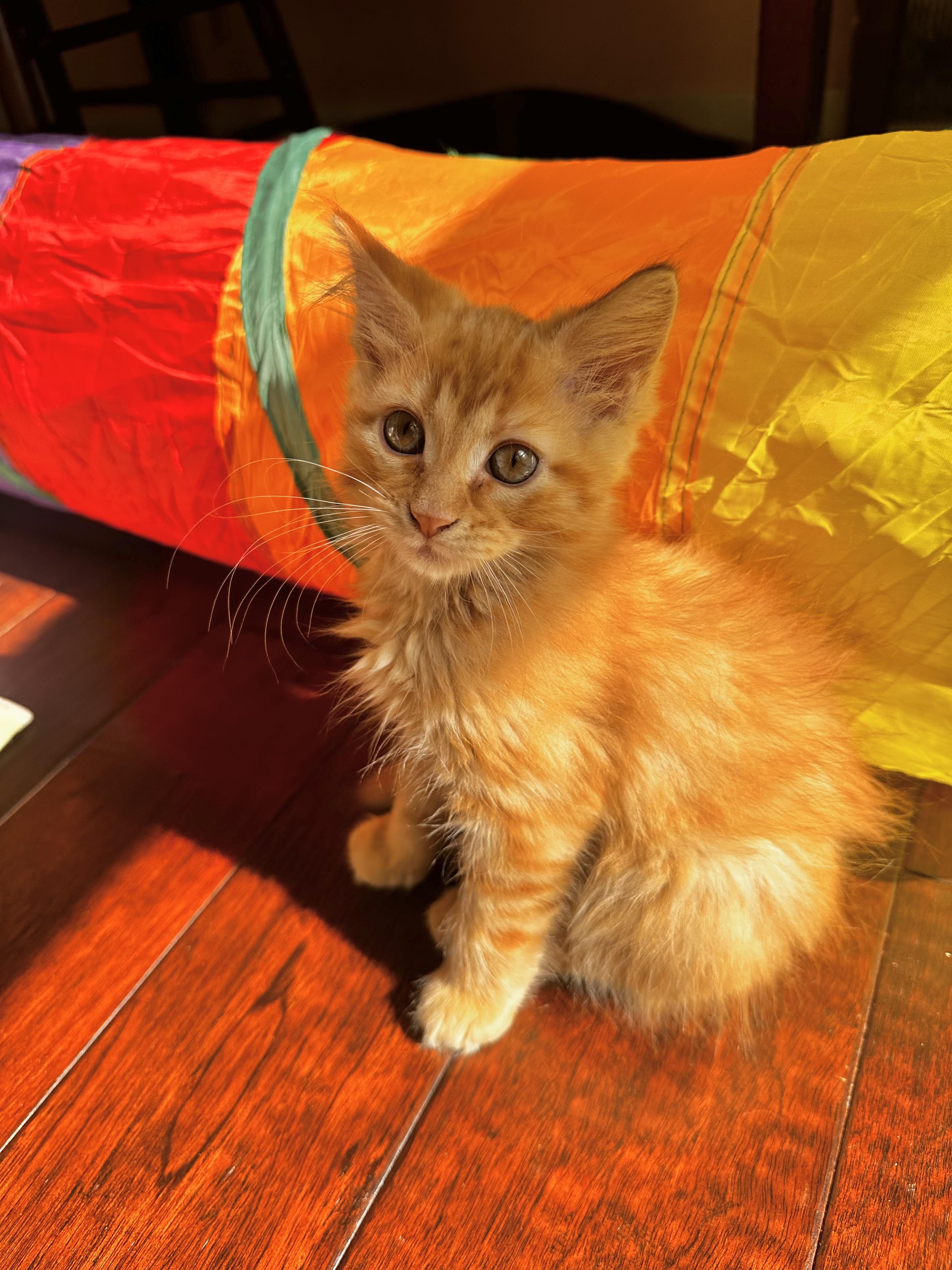 Buck, adopted, Kitten Male Domestic Long Hair.