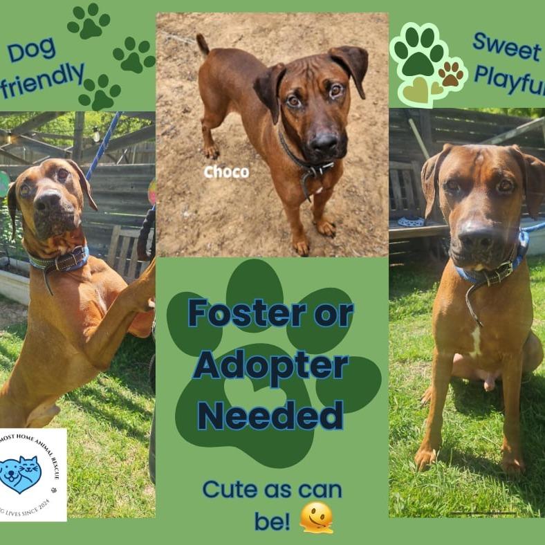 Enlarge Choco, a Adoptable Rhodesian Ridgeback in Hope Mills, NC image 1/1