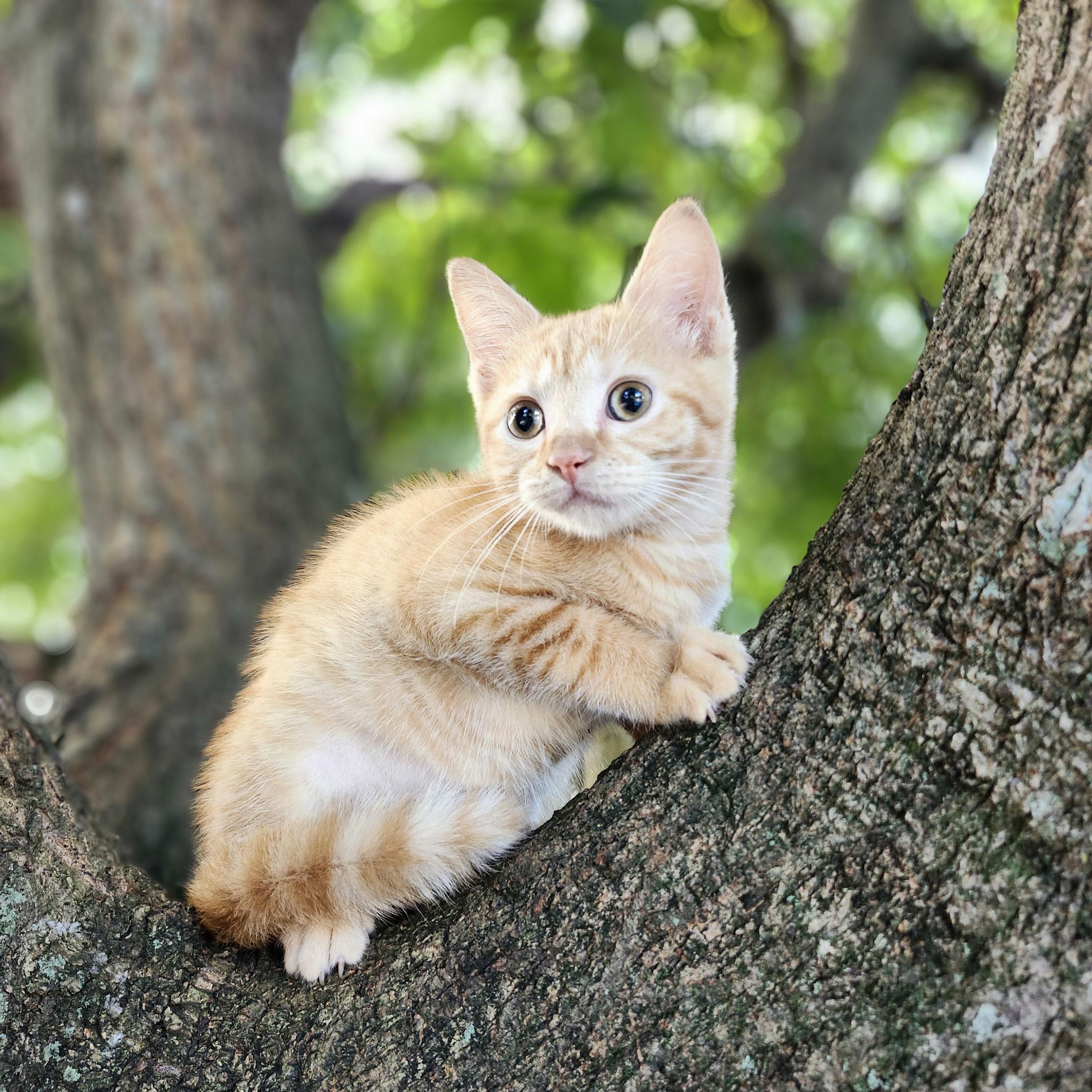 Butterscotch, Adoptable, Kitten Female Domestic Short Hair.