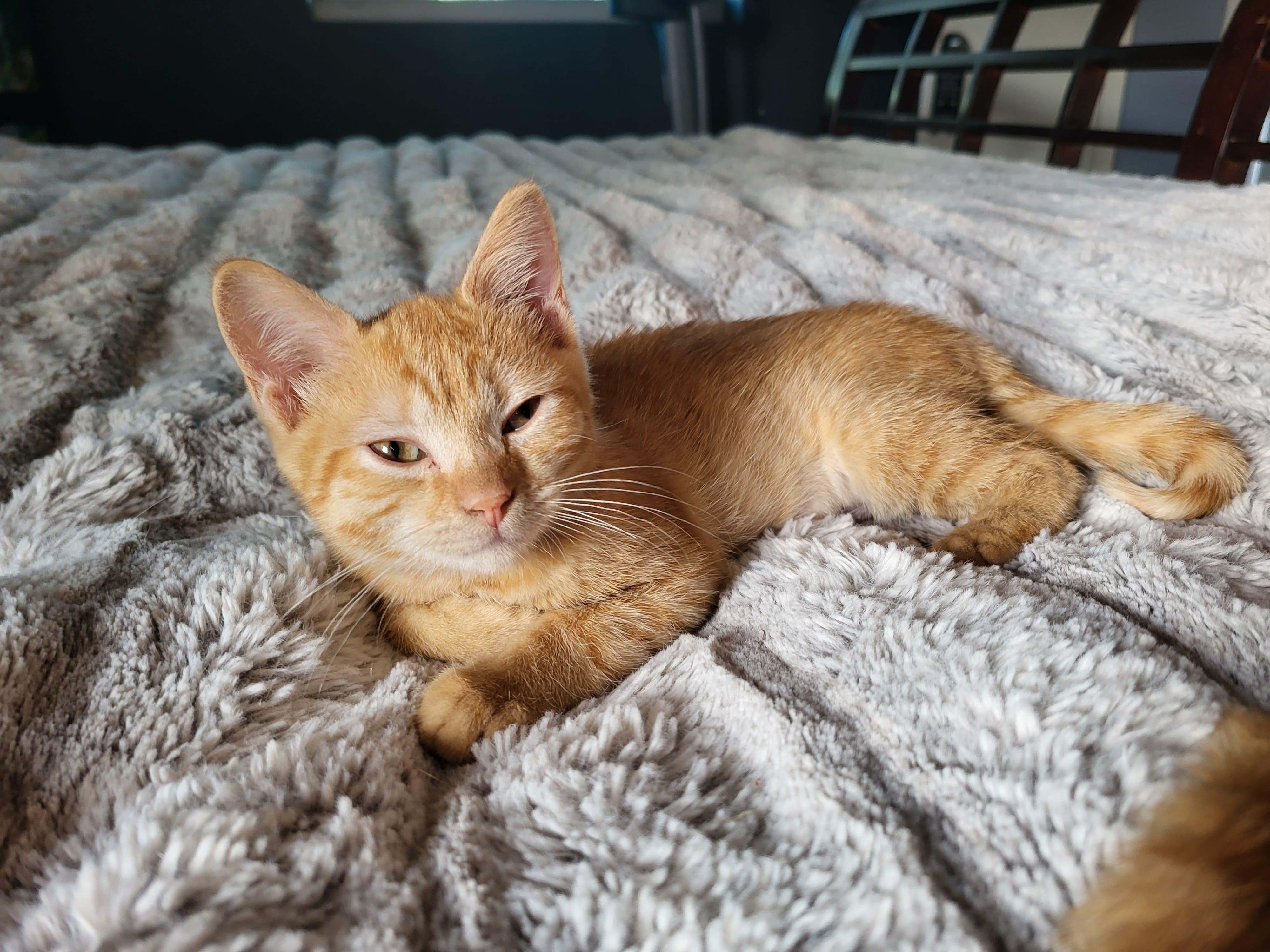 Enlarge Butterscotch, a Adoptable mixed breed in Jacksonville , FL image 4/4