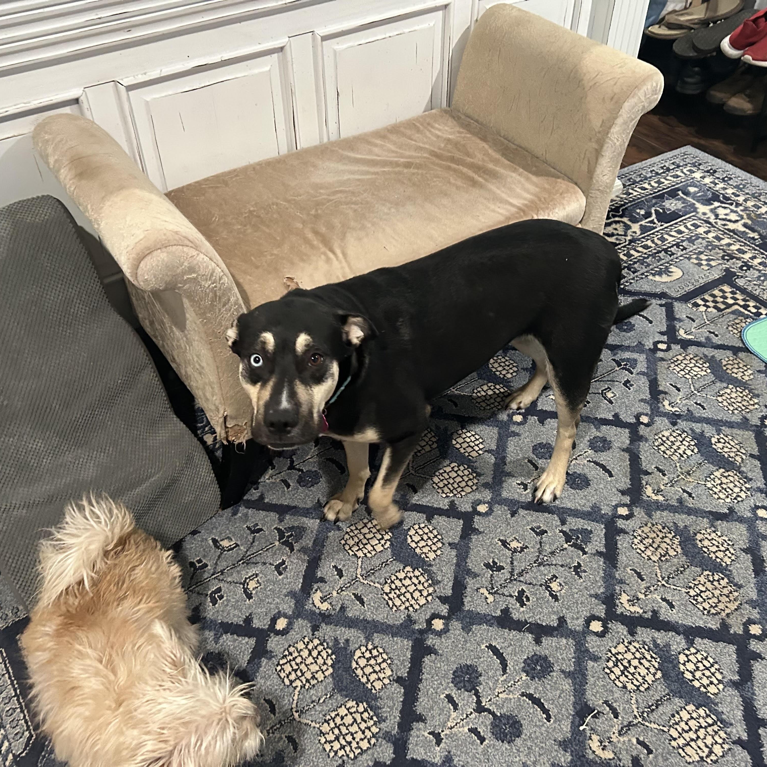 Pumpkin, an adoptable Rottweiler, Husky in Calumet, MI, 49913 | Photo Image 4