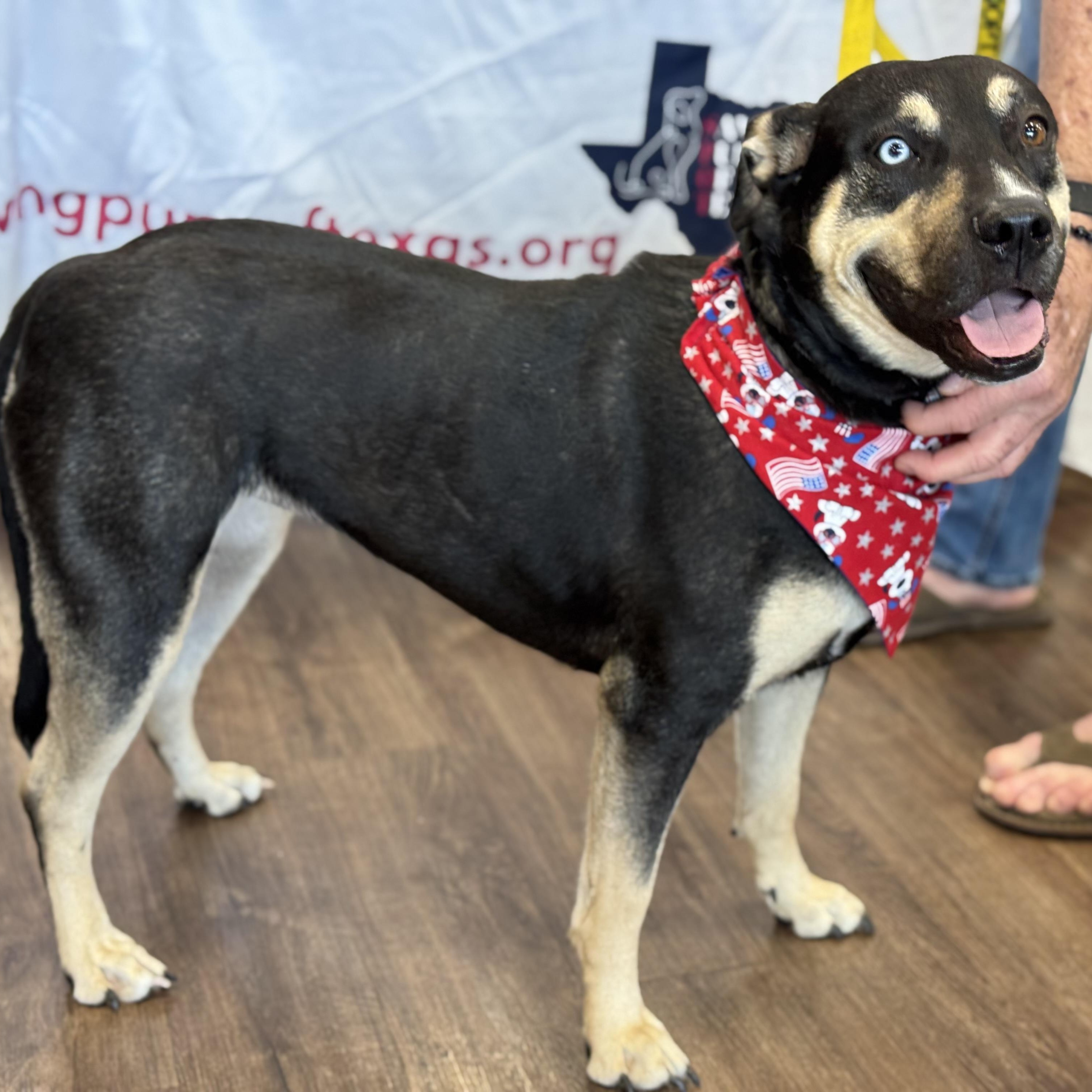 Pumpkin, an adoptable Rottweiler, Husky in Calumet, MI, 49913 | Photo Image 3