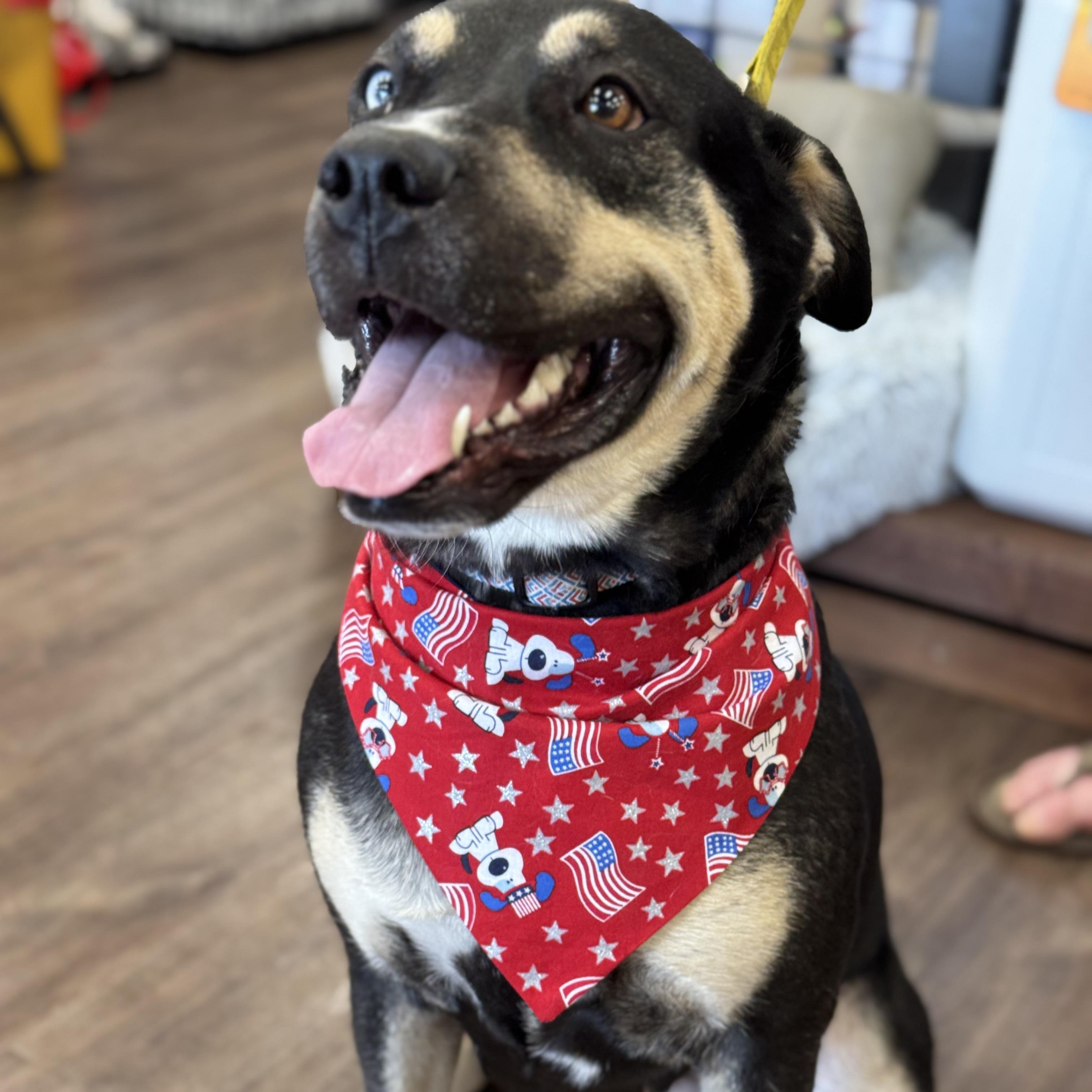 Pumpkin, an adoptable Rottweiler, Husky in Calumet, MI, 49913 | Photo Image 5