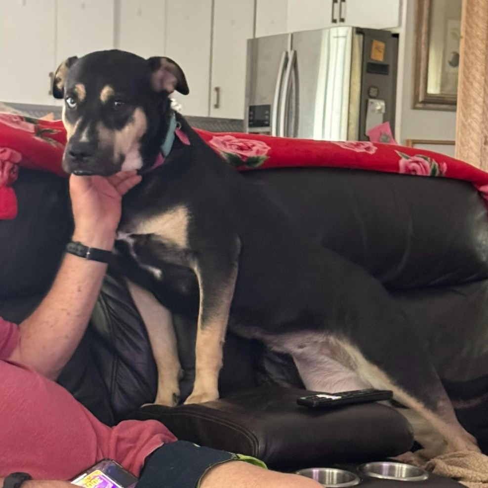 Pumpkin, an adoptable Rottweiler, Husky in Calumet, MI, 49913 | Photo Image 6