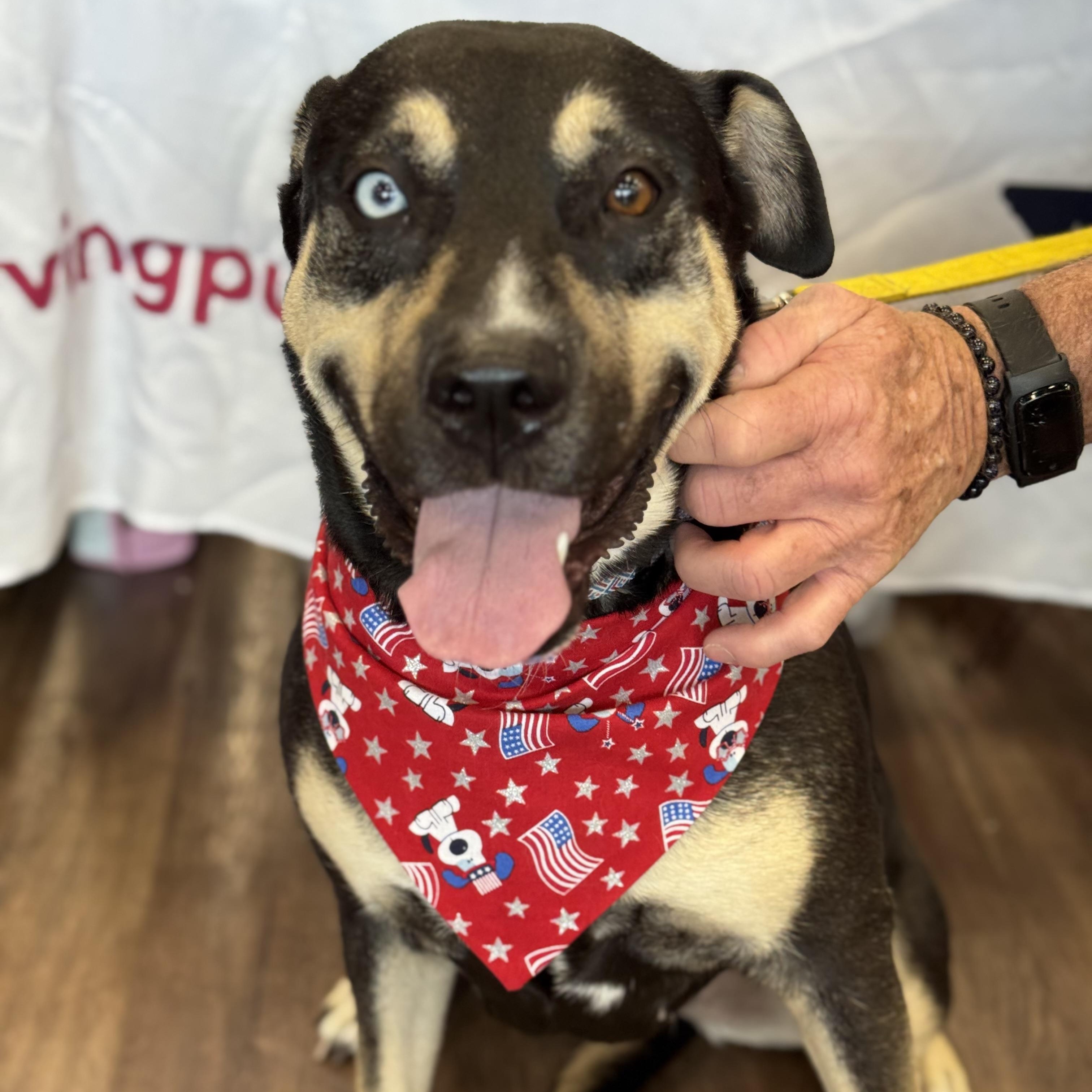Pumpkin, an adoptable Rottweiler, Husky in Calumet, MI, 49913 | Photo Image 1